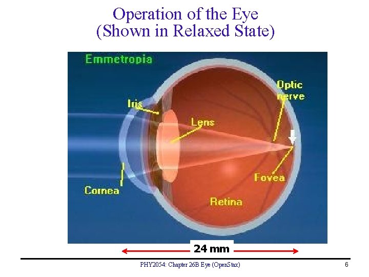 Operation of the Eye (Shown in Relaxed State) 24 mm PHY 2054: Chapter 26