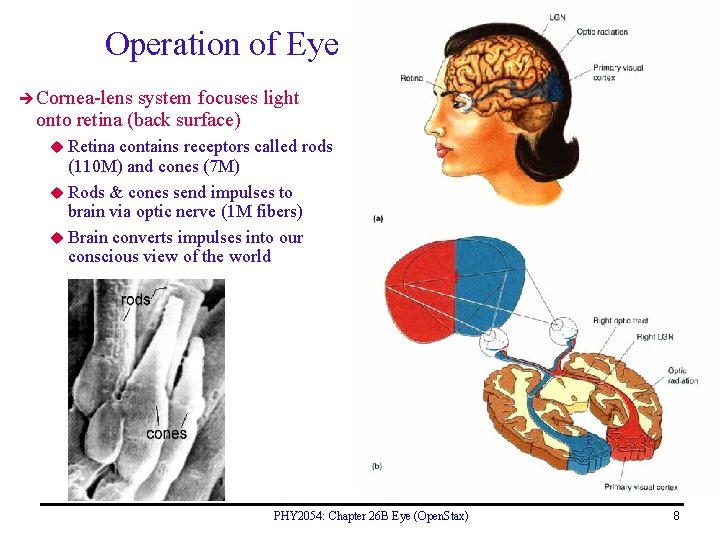 Operation of Eye Cornea-lens system focuses light onto retina (back surface) u Retina contains