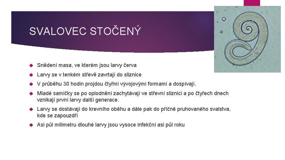SVALOVEC STOČENÝ Snědení masa, ve kterém jsou larvy červa Larvy se v tenkém střevě