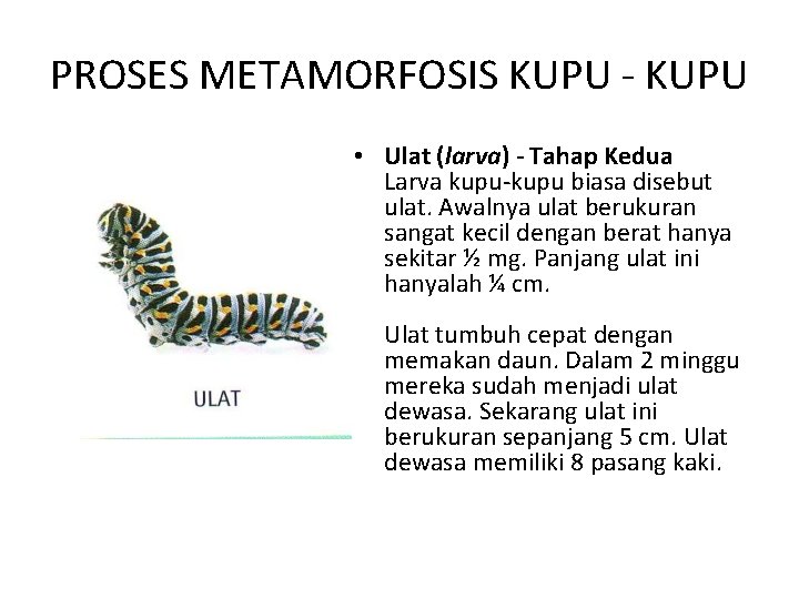 PROSES METAMORFOSIS KUPU - KUPU • Ulat (larva) - Tahap Kedua Larva kupu-kupu biasa