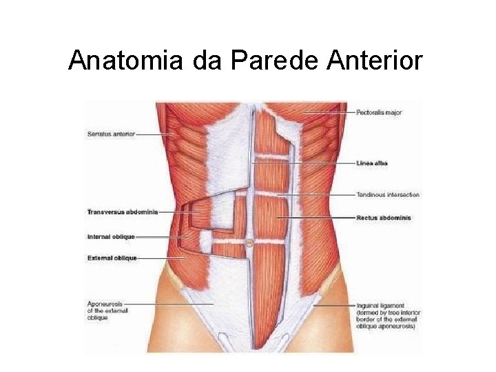 Anatomia da Parede Anterior 