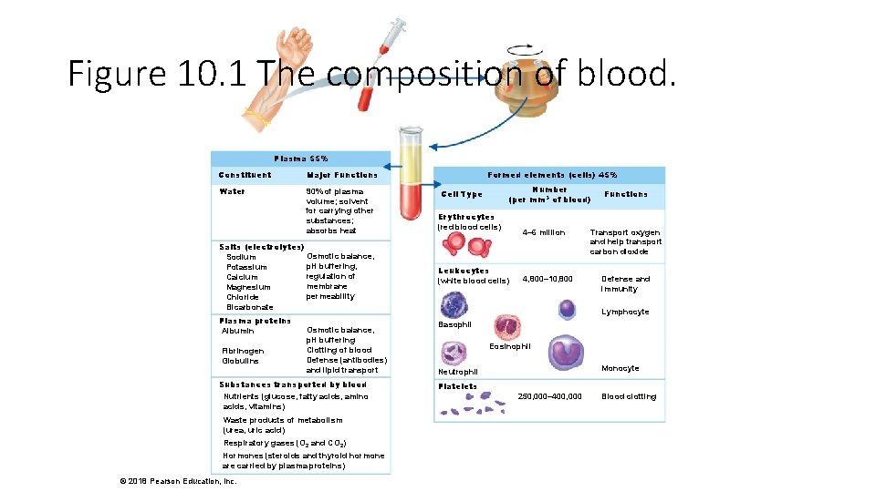 Figure 10. 1 The composition of blood. Plasma 55% Constituent Major Functions Water 90%