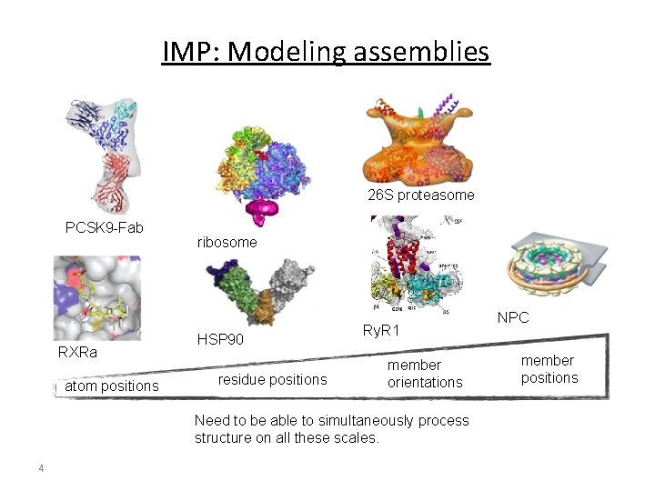 IMP: Modeling assemblies 26 S proteasome PCSK 9 -Fab RXRa atom positions ribosome HSP