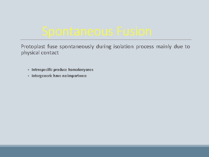 Spontaneous Fusion Protoplast fuse spontaneously during isolation process mainly due to physical contact •