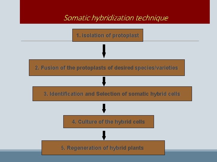 Somatic hybridization technique 1. isolation of protoplast 2. Fusion of the protoplasts of desired
