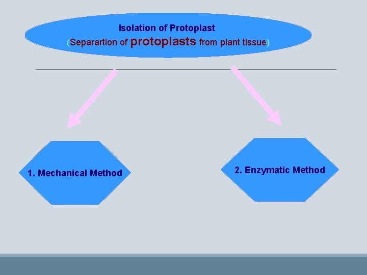 Isolation of Protoplast (Separartion of protoplasts from plant tissue) 1. Mechanical Method 2. Enzymatic