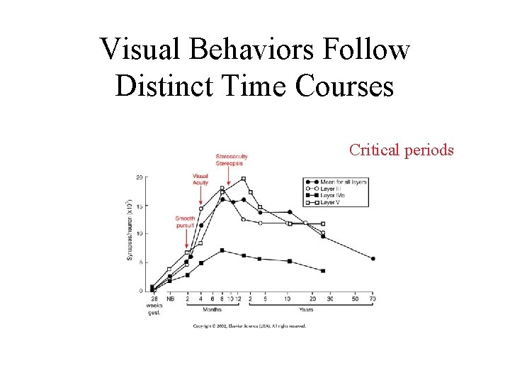 Visual Behaviors Follow Distinct Time Courses Critical periods 