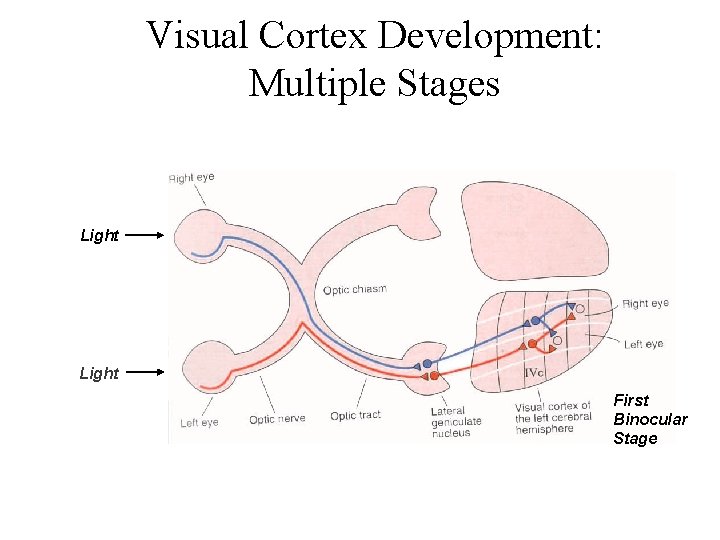 Visual Cortex Development: Multiple Stages Light First Binocular Stage 