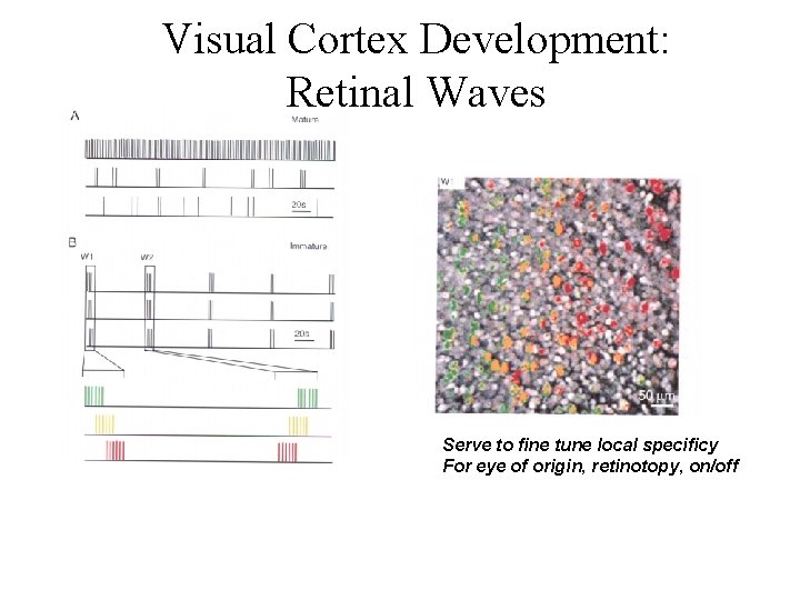 Visual Cortex Development: Retinal Waves Serve to fine tune local specificy For eye of