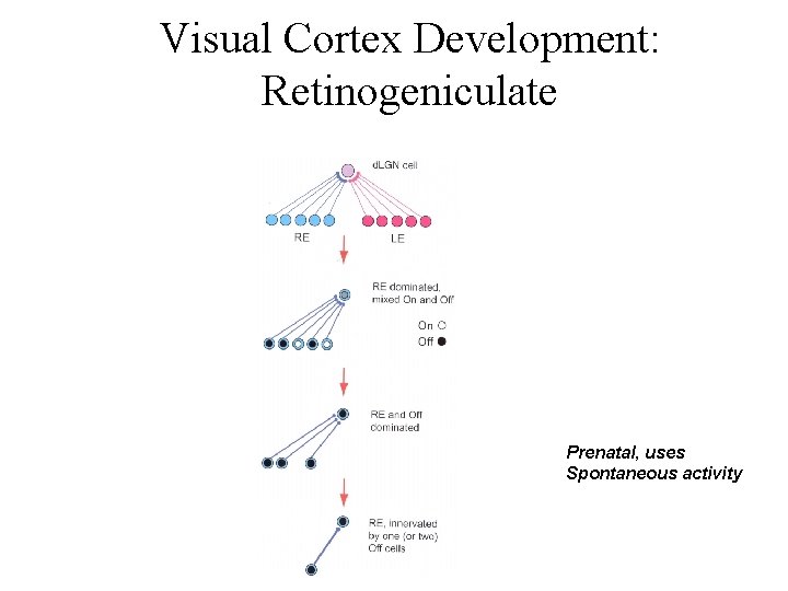 Visual Cortex Development: Retinogeniculate Prenatal, uses Spontaneous activity 