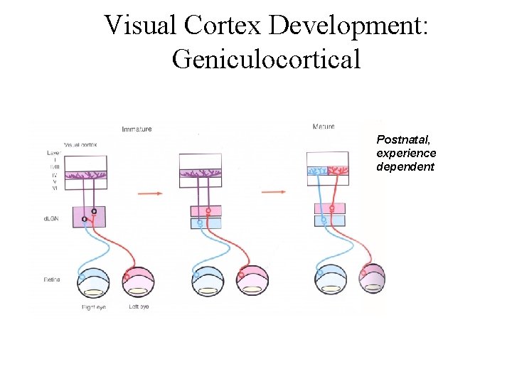 Visual Cortex Development: Geniculocortical Postnatal, experience dependent 