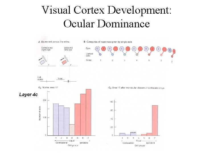 Visual Cortex Development: Ocular Dominance Layer 4 c 