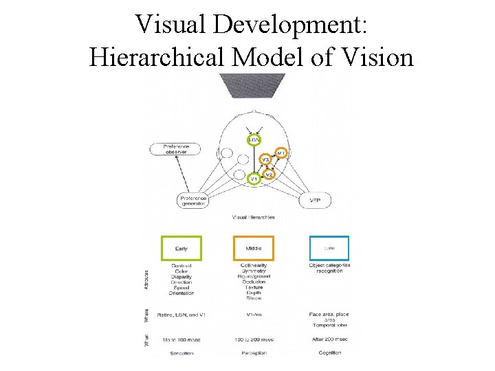 Visual Development: Hierarchical Model of Vision 