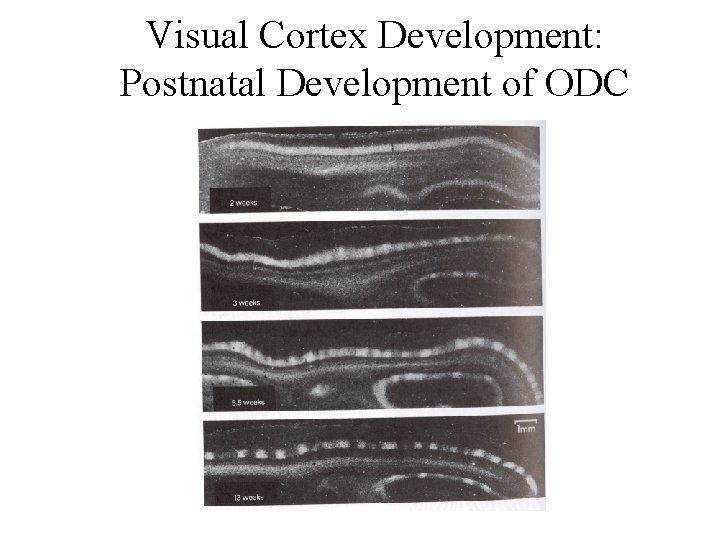 Visual Cortex Development: Postnatal Development of ODC 