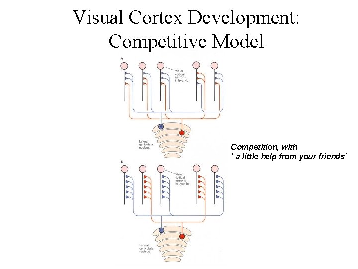 Visual Cortex Development: Competitive Model Competition, with ‘ a little help from your friends’