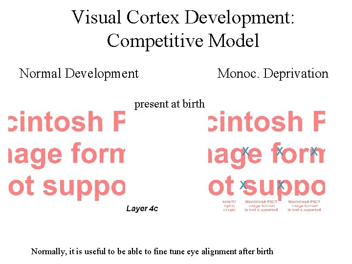 Visual Cortex Development: Competitive Model Normal Development Monoc. Deprivation present at birth X X