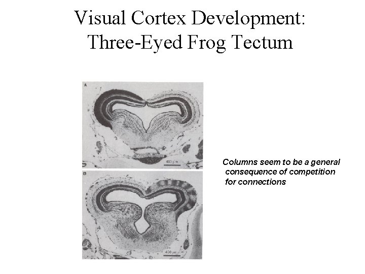 Visual Cortex Development: Three-Eyed Frog Tectum Columns seem to be a general consequence of