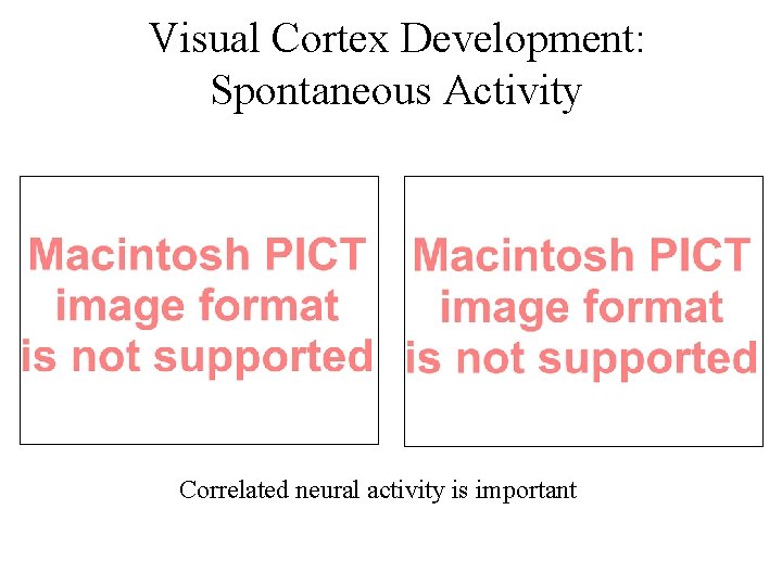 Visual Cortex Development: Spontaneous Activity Correlated neural activity is important 
