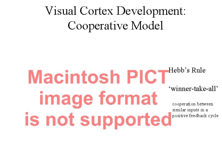 Visual Cortex Development: Cooperative Model Hebb’s Rule ‘winner-take-all’ cooperation between similar inputs in a