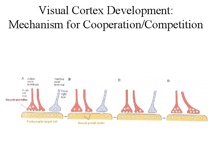 Visual Cortex Development: Mechanism for Cooperation/Competition Neurotransmitter Postsynaptic target cell Neural growth factor 