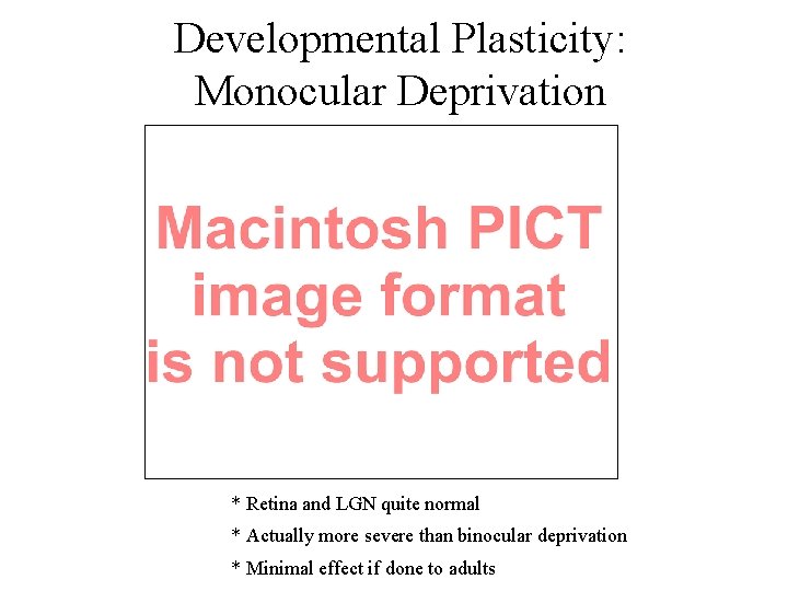 Developmental Plasticity: Monocular Deprivation * Retina and LGN quite normal * Actually more severe