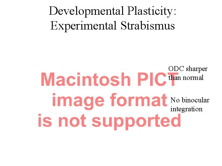 Developmental Plasticity: Experimental Strabismus ODC sharper than normal No binocular integration 