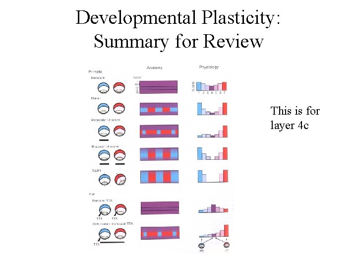 Developmental Plasticity: Summary for Review This is for layer 4 c 