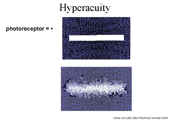 Hyperacuity photoreceptor = • www. cnl. salk. edu/~thomas/ vernier. html 