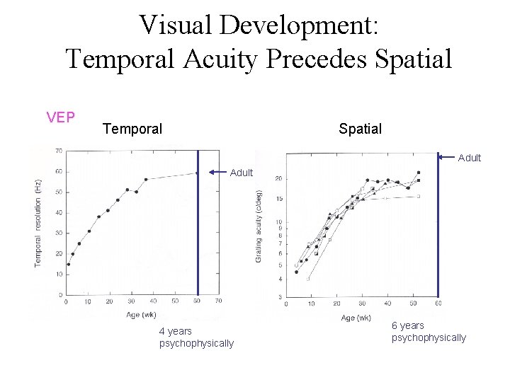 Visual Development: Temporal Acuity Precedes Spatial VEP Temporal Spatial Adult 4 years psychophysically 6