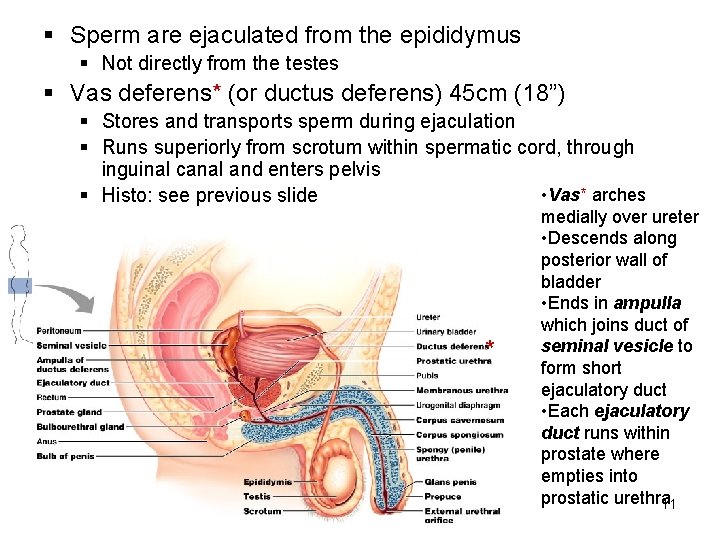 § Sperm are ejaculated from the epididymus § Not directly from the testes §