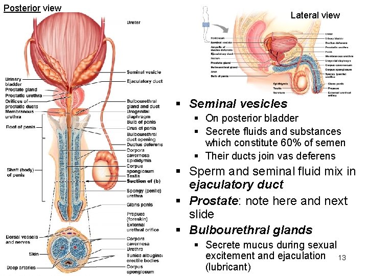 Posterior view Lateral view § Seminal vesicles § On posterior bladder § Secrete fluids