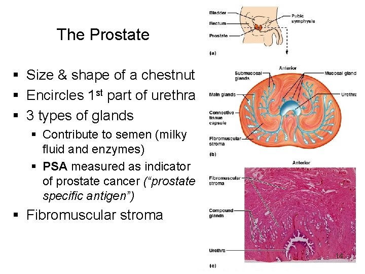 The Prostate § Size & shape of a chestnut § Encircles 1 st part