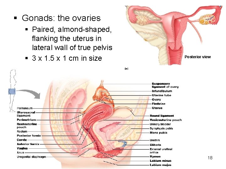 § Gonads: the ovaries § Paired, almond-shaped, flanking the uterus in lateral wall of