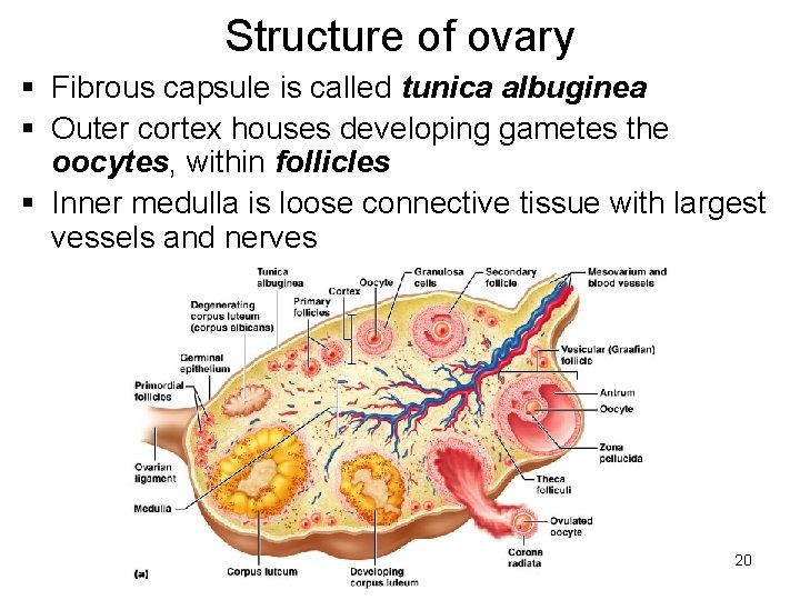 Structure of ovary § Fibrous capsule is called tunica albuginea § Outer cortex houses