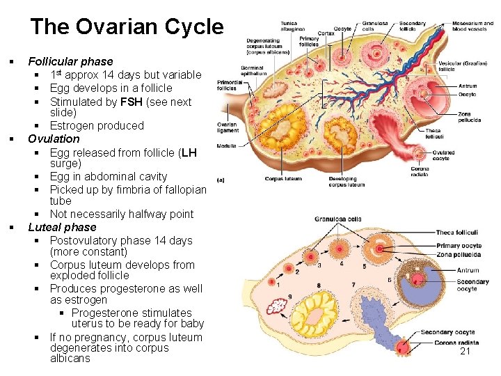 The Ovarian Cycle § § § Follicular phase § 1 st approx 14 days