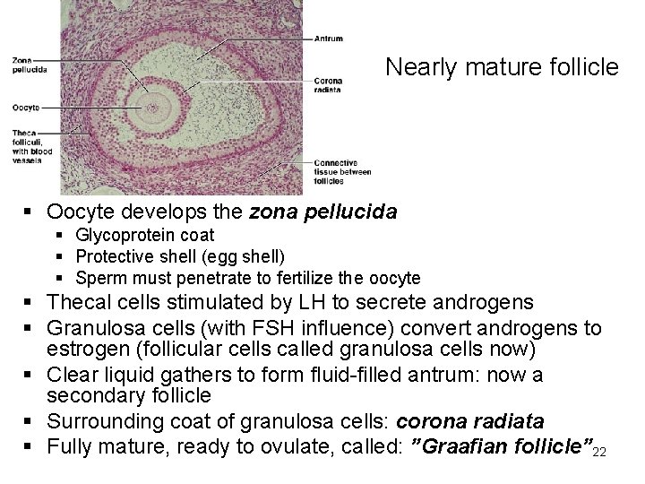 Nearly mature follicle § Oocyte develops the zona pellucida § Glycoprotein coat § Protective