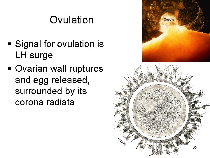 Ovulation § Signal for ovulation is LH surge § Ovarian wall ruptures and egg