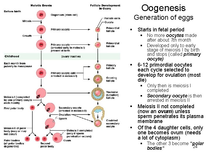 Oogenesis Generation of eggs § Starts in fetal period § No more oocytes made
