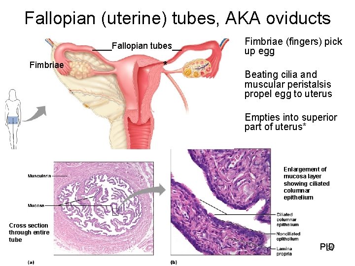 Fallopian (uterine) tubes, AKA oviducts ____Fallopian tubes__ Fimbriae * Fimbriae (fingers) pick up egg