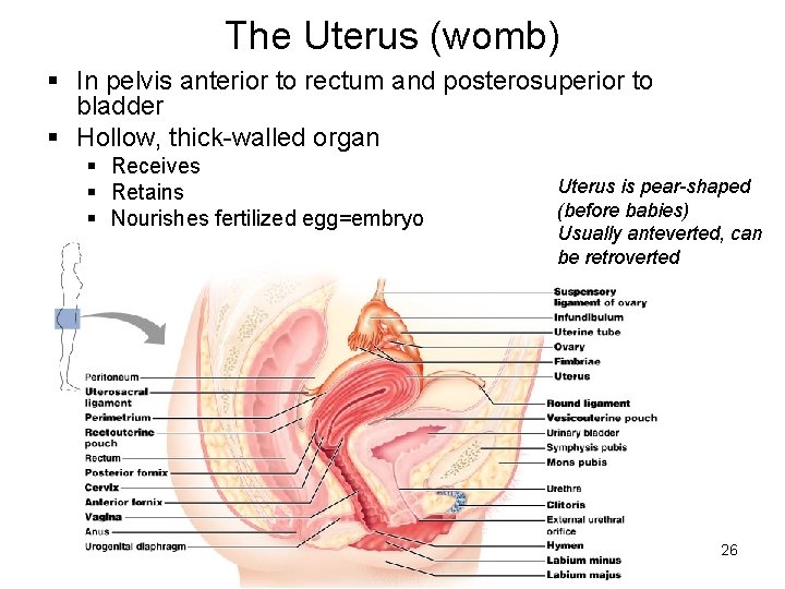 The Uterus (womb) § In pelvis anterior to rectum and posterosuperior to bladder §