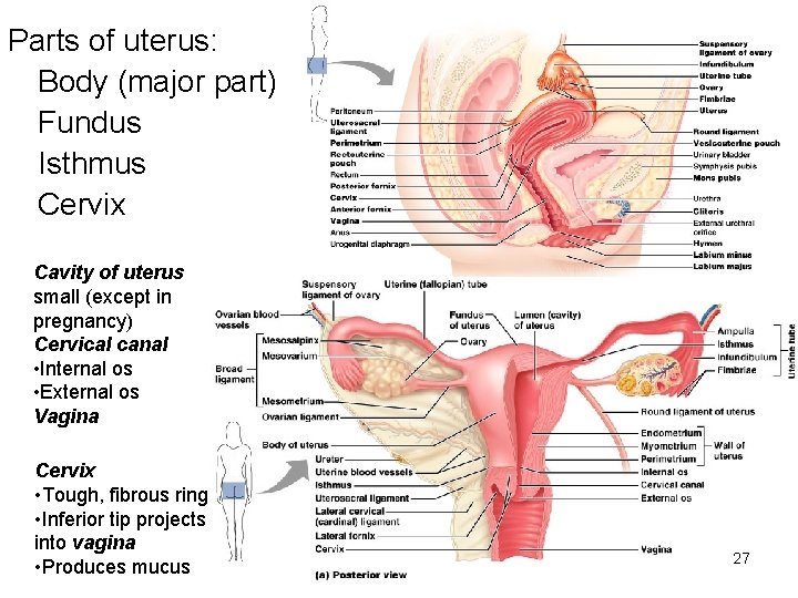 Parts of uterus: Body (major part) Fundus Isthmus Cervix Cavity of uterus small (except