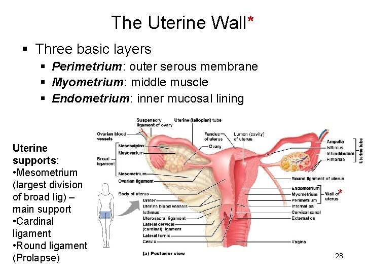 The Uterine Wall* § Three basic layers § Perimetrium: outer serous membrane § Myometrium: