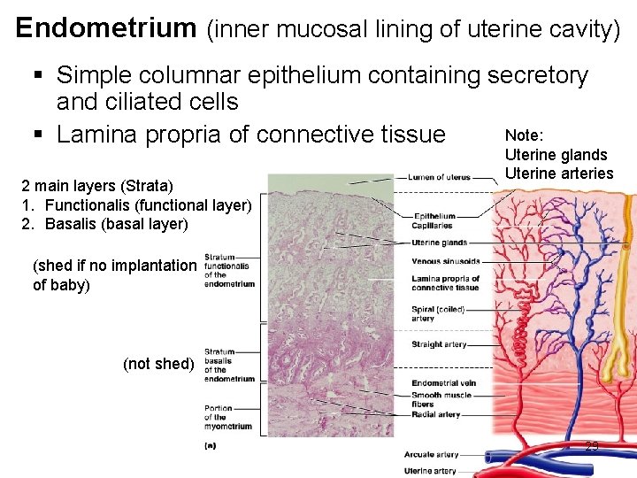 Endometrium (inner mucosal lining of uterine cavity) § Simple columnar epithelium containing secretory and