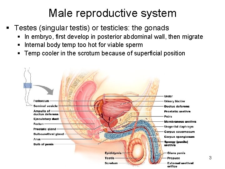 Male reproductive system § Testes (singular testis) or testicles: the gonads § In embryo,