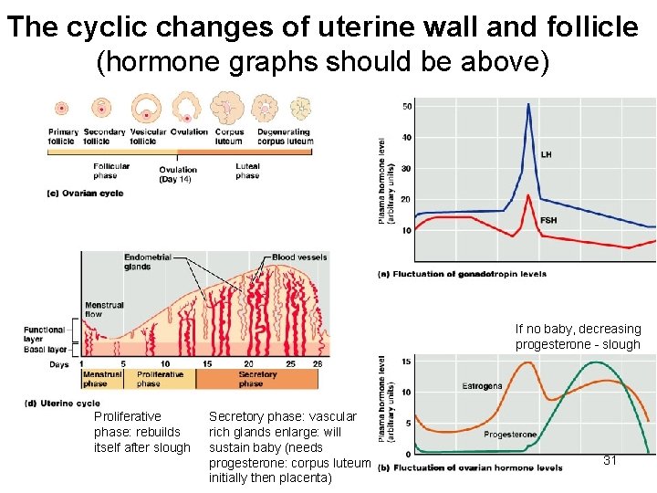 The cyclic changes of uterine wall and follicle (hormone graphs should be above) If