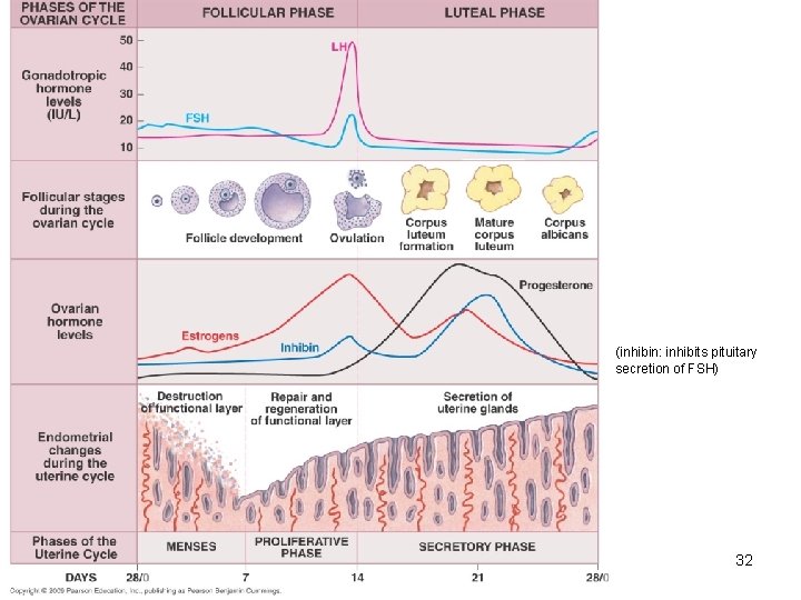 (inhibin: inhibits pituitary secretion of FSH) 32 