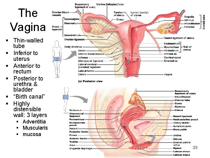 The Vagina § Thin-walled tube § Inferior to uterus § Anterior to rectum §