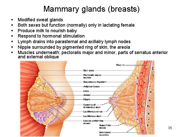 Mammary glands (breasts) § § § § Modified sweat glands Both sexes but function