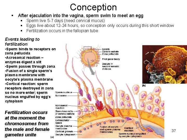 Conception § After ejaculation into the vagina, sperm swim to meet an egg §