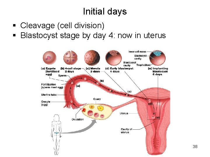Initial days § Cleavage (cell division) § Blastocyst stage by day 4: now in